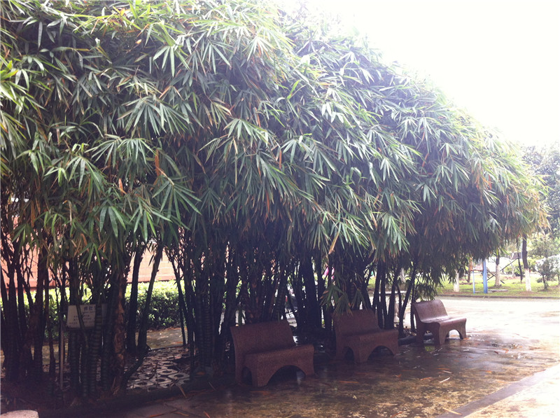 钦州市第二中学竹园拾趣